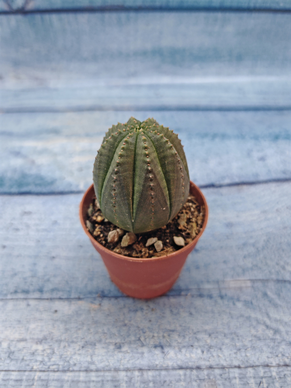 Euphoria Obesa (Эуфорбия)