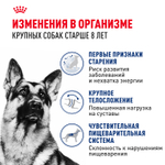 Royal Canin Maxi Ageing 8+ Макси Эйджинг Корм сухой для стареющих собак крупных пород старше 8 лет 15кг