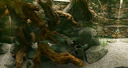 Biotope (для ПК, цифровой код доступа)
