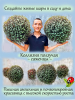 Коллизия ползучая