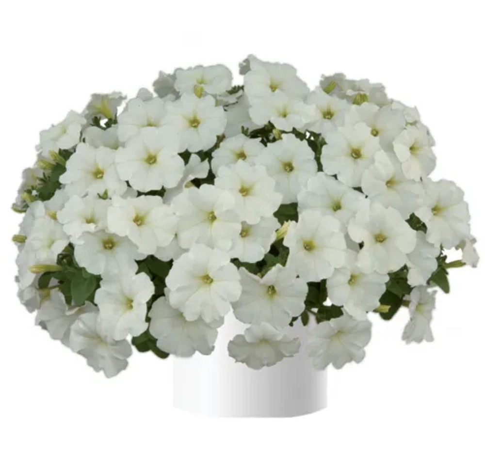 Петуния ампельная White Ray (П12 )