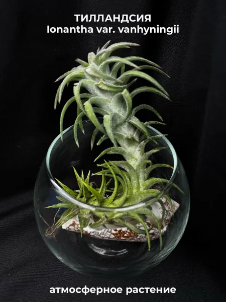 Тилландсия ionantha var. vanhyningii, атмосферное растение