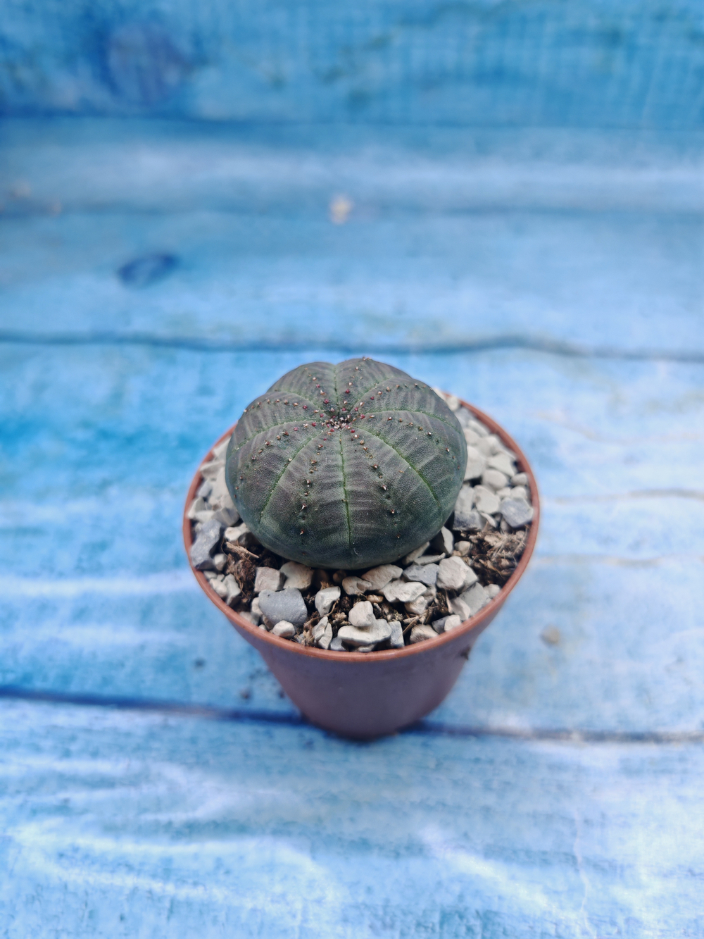 Euphoria Obesa (Эуфорбия)