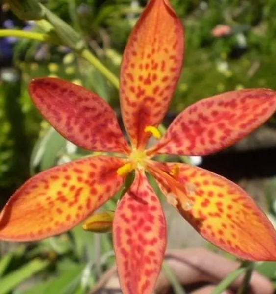Belamcanda chinensis