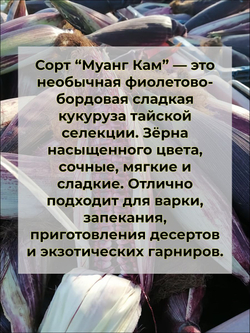 Кукуруза клейкая Муанг Кам семена 10 штук
