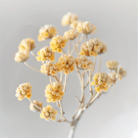 HELYCHRISIUM IMMORTELLE ABS / ИММОРТЕЛЬ ABS P&N CAS 90045-56-0