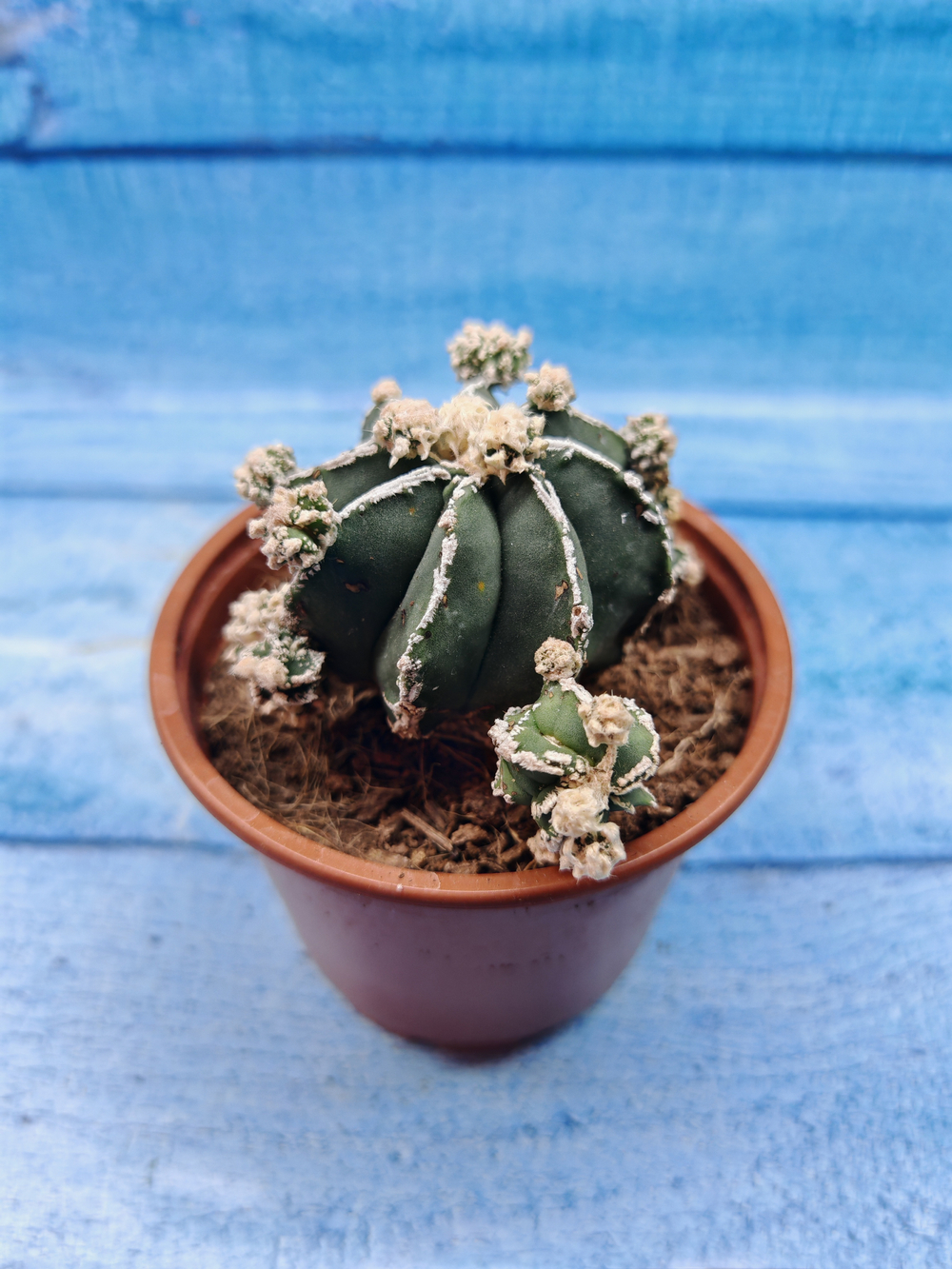 Astrophytum Myriostigma "Hakujo Fukuryu" (Астрофитум)