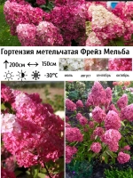 Фрайз Мельба гортензия метельчатая