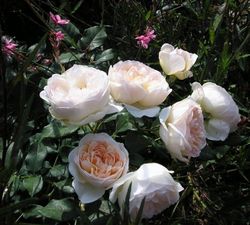 Мишель Морган (Michele Morgan)