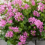Пеларгония плющелистная Toscana Balcon Rose (Пел6)
