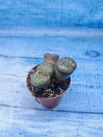 Lithops sp. (Литопсы)