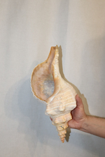 Раковина Плеуроплока гигантея (Pleuroploca gigantea) 1 шт., 42 см
