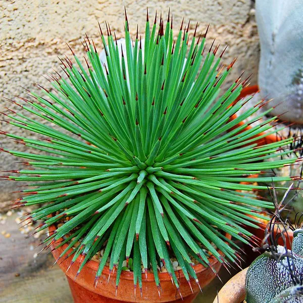Агава прямая (Agave stricta) 3 шт