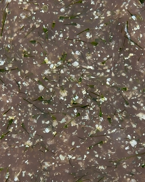 Gold flower gel 04 Iperfect 15g