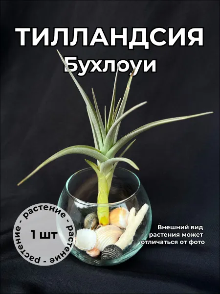 Тилландсия Бухлоуи buchlohii ноябрь 2025