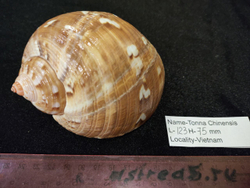 Тонна Хиненсис 85-120мм