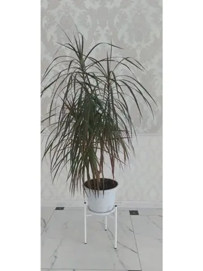 Подставка для растений