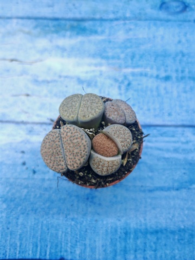 Lithops sp. (Литопсы)