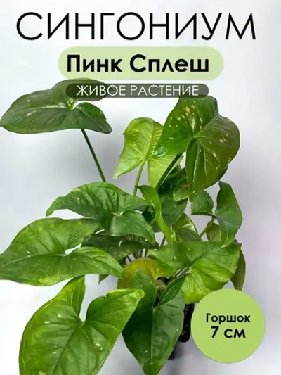 Сингониум Пинк Сплеш
