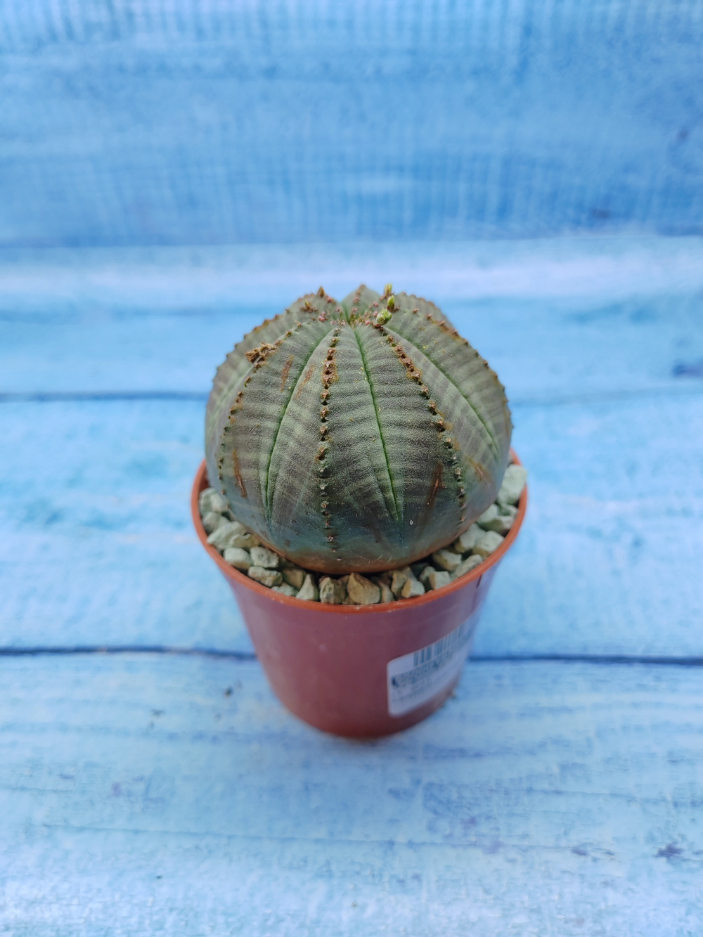 Euphorbia Obesa (Эуфорбия)
