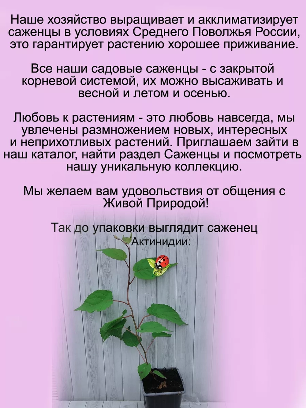 Актинидия коломикта Фестивальный мужской сорт