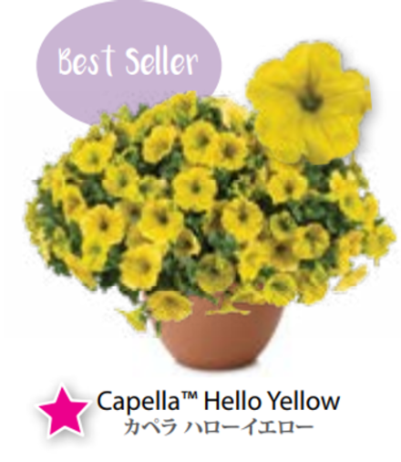 ЕВРО Петуния CAPELLA Hello Yello ЕВРО укорененный черенок ФЕВРАЛЬ поставка 16