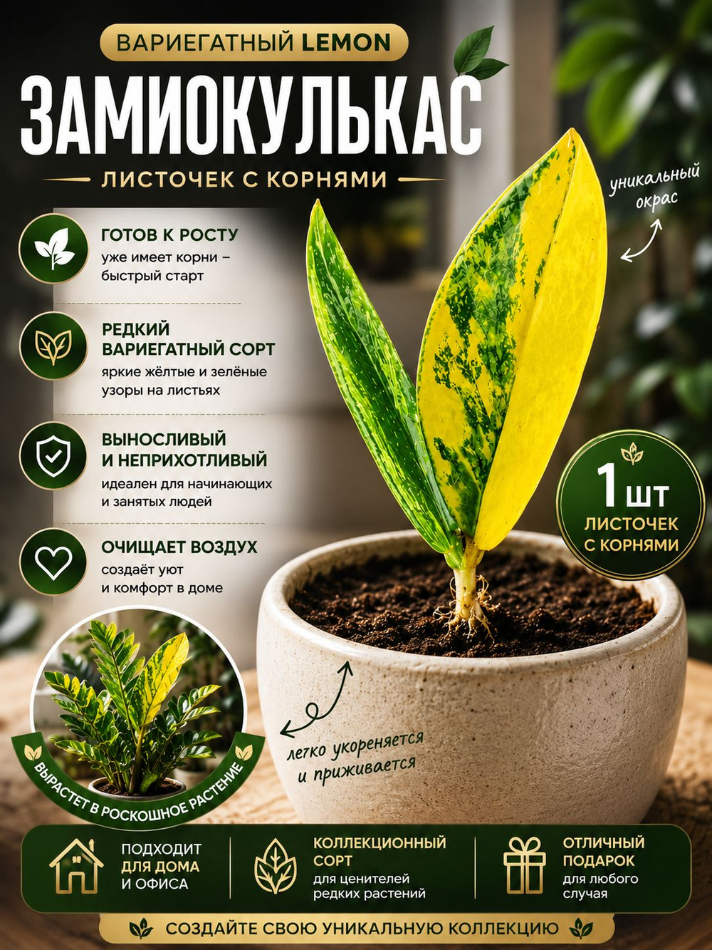 Замиокулькас вариегатный Лимон (Lemon) лист c корнями 2 штуки вариант 1