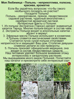 Полынь Шмидта Нана серебристая многолетняя