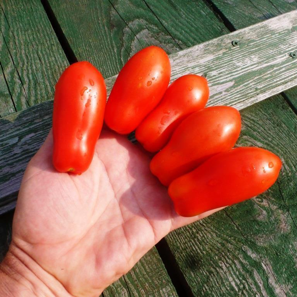 Помидоры Fingers of Naples - Дамские Пальчики из Неаполя