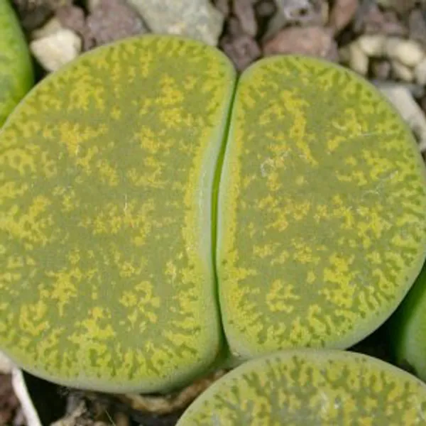 Литопс (C036A Lithops lesliei ssp. lesliei v. lesliei Albinica) живые камни семена