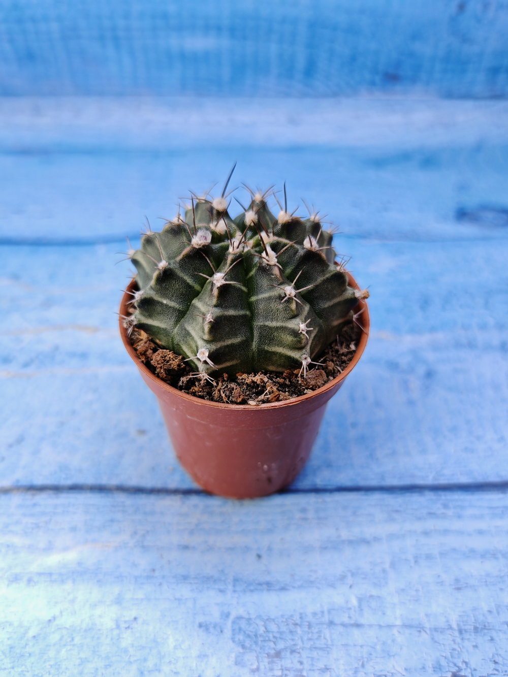 Gymnocalycium Friedrichii (Гимнокалициум)