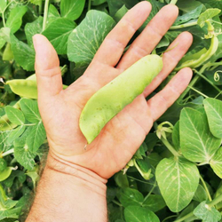 Горох Гигантский Сахарный Орегонский - Oregon Giant Pea