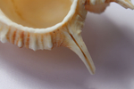 Мурекс плисифероидес (Murex pliciferoides)