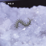 Scolopendra