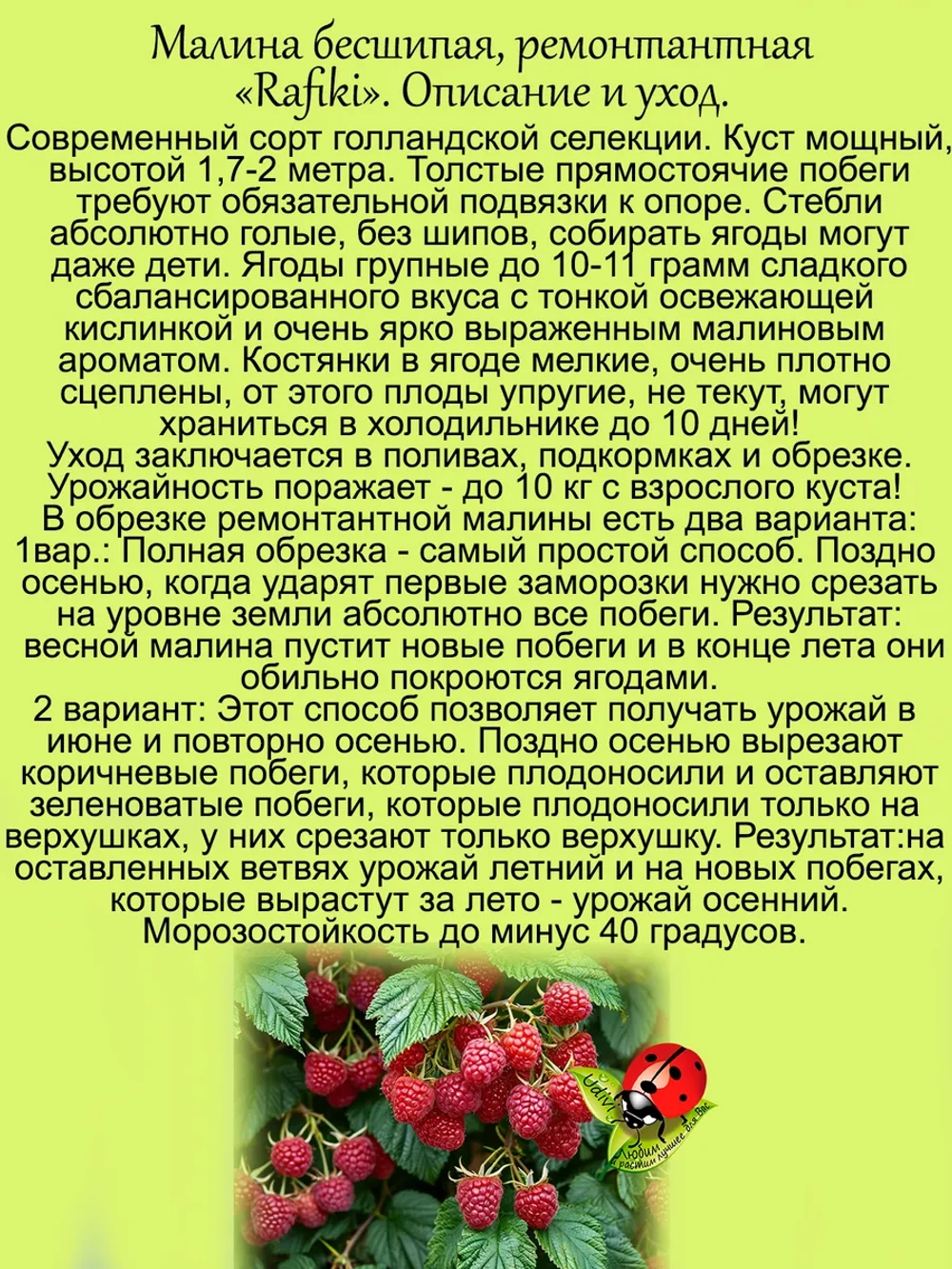 Малина Рафики бесшипная ремонтантная