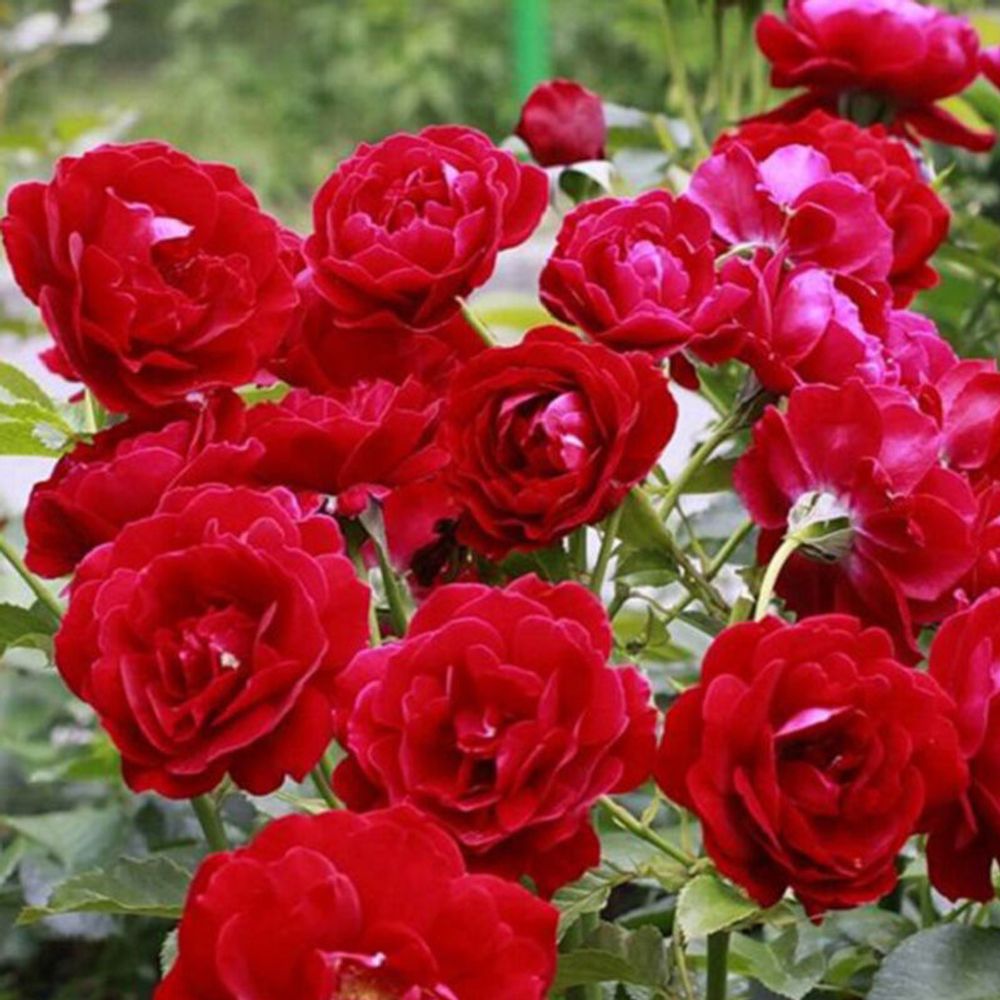Ред Абунданс (Red Abundance)