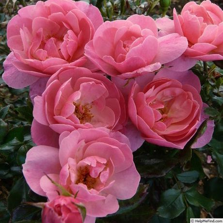 Зе Ив Роуз (The Eve Rose)