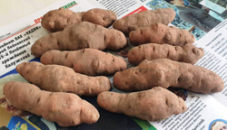 Картофель Дикий Аргентинский, 10 клубней