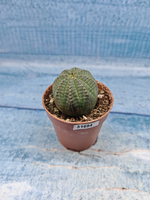 Euphoria Obesa (Эуфорбия)