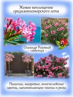 Олеандр Розовый махровый