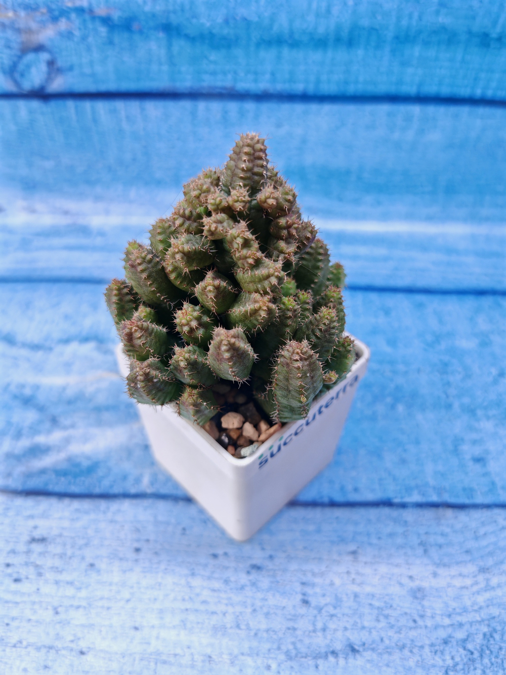 Euphorbia hybrid (Эуфорбия)