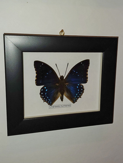 Бабочка Charaxes numenes в рамке