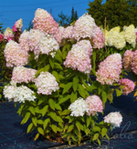 Гортензия метельчатая Меджикал Свит Саммер (Magical Sweet Summer)