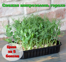 Свежая микрозелень гороха / 4 бокса / суперфуд
