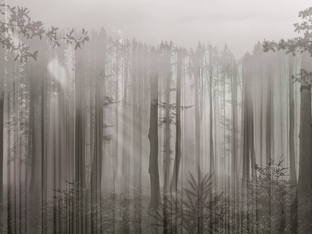 FORESTA 8