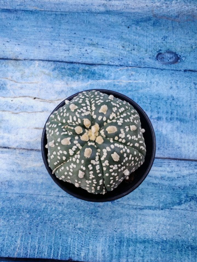 Astrophytum Asterias (Астрофитум)