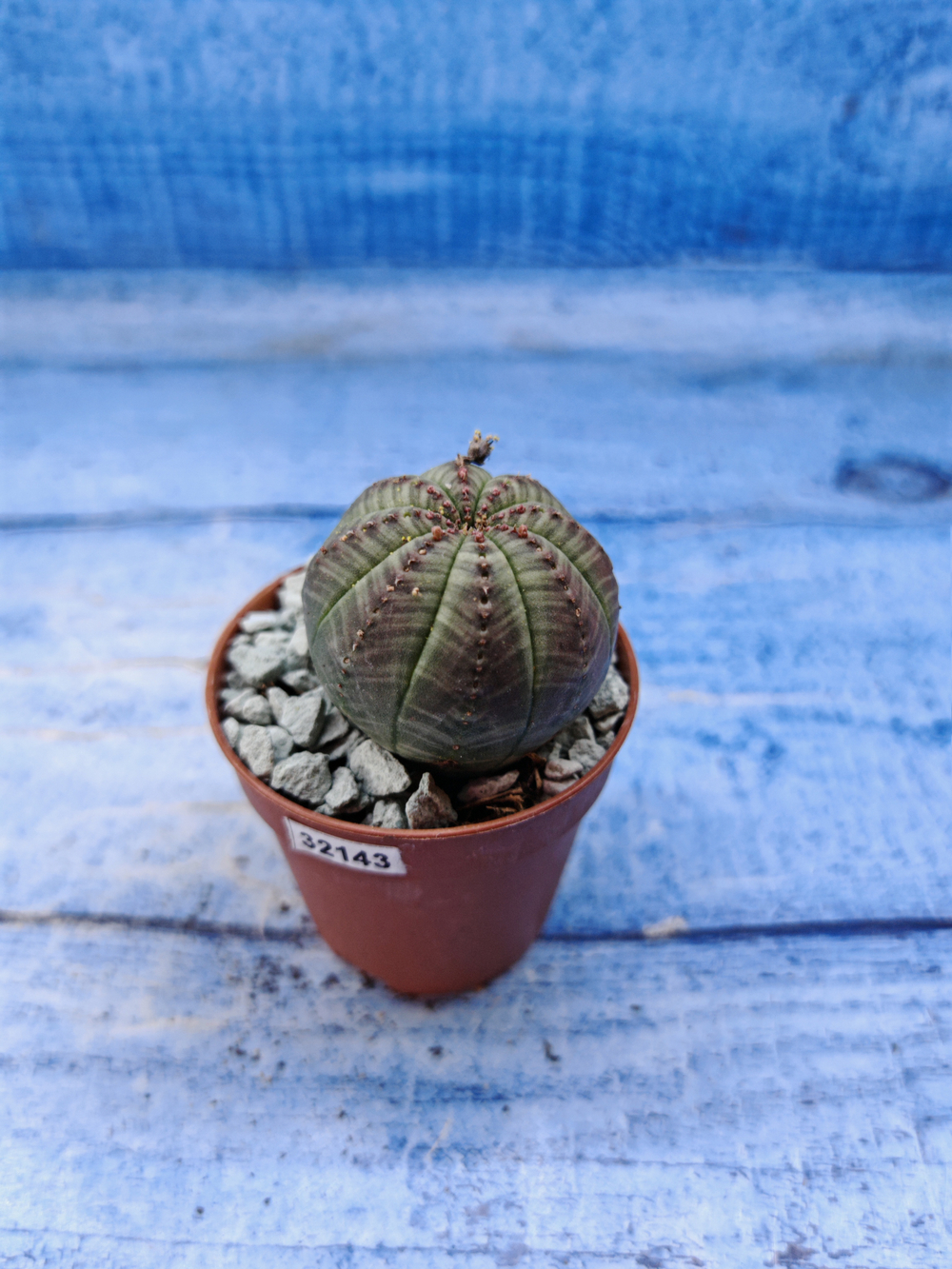 Euphorbia Obesa (Эуфорбия)