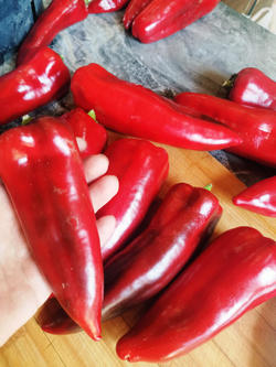 Перец Сахарный — Вишнёвое Вино