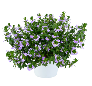 3427 Сцевола Bicolor Lavender Blessing (Весна 2026)
