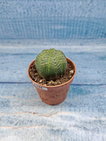 Euphoria Obesa (Эуфорбия)